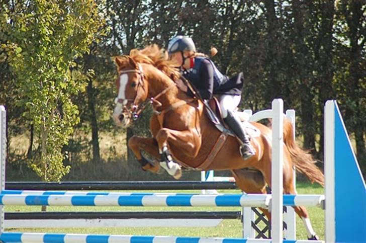 Arabisk fuldblod (OX) El rasco solgt billede 14