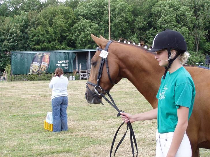 Hollandsk Sportspony Team Sødrings Toni -solgt - Bregentved. Lige inden vi skal til bedømmelse billede 1