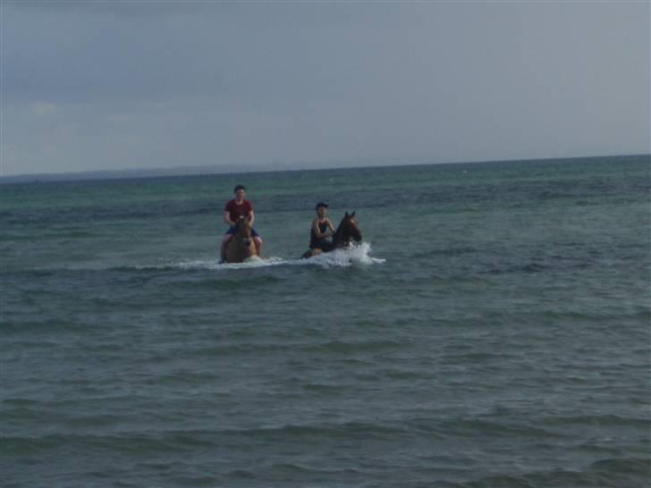 Hollandsk Sportspony Team Sødrings Toni -solgt - mig og Toni på badetur på "sibirien" ved Fakseladeplads, sammen med 4H billede 2