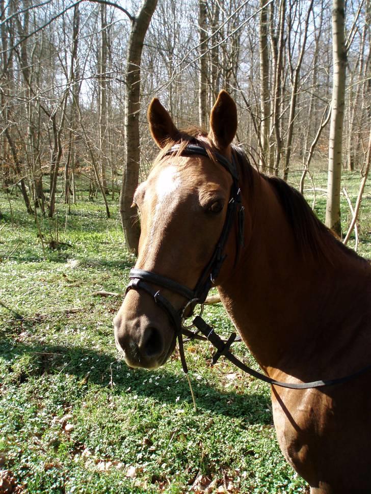 Hollandsk Sportspony Team Sødrings Toni -solgt - tur i skoven billede 3
