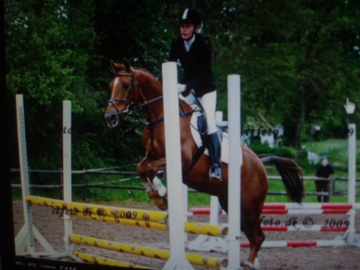 Hollandsk Sportspony Team Sødrings Toni -solgt - Stævne på Askov billede 4