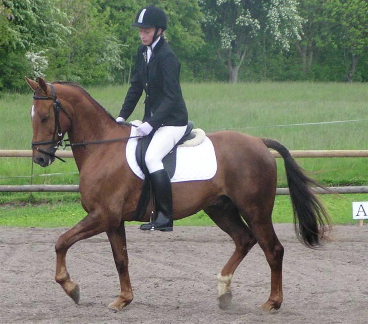 Hollandsk Sportspony Team Sødrings Toni -solgt - Stævne på Askov billede 5