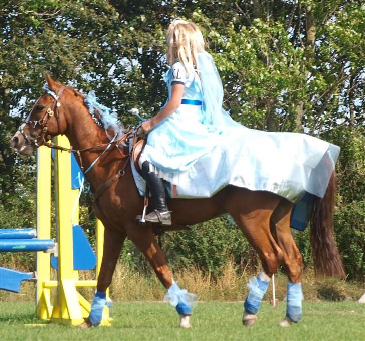 Arabisk fuldblod (OX) El rasco solgt billede 18