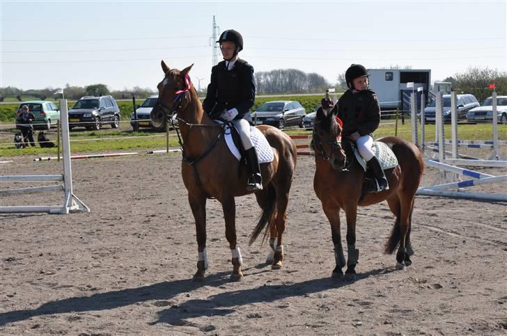 Hollandsk Sportspony Team Sødrings Toni -solgt - Præmie overrakkelse billede 6