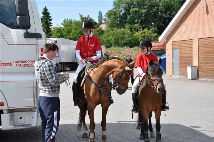 Hollandsk Sportspony Team Sødrings Toni -solgt - Stjerneridt billede 7