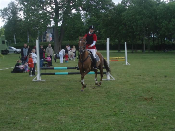 Hollandsk Sportspony Team Sødrings Toni -solgt - opvisning til stjerneridt. spring billede 8