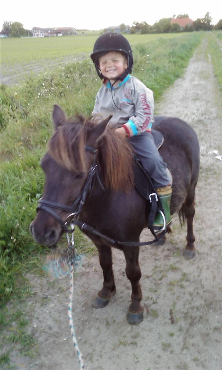 Shetlænder Fede Silas /solgt ;)/ - Colin på christoffer som er hestens nnye navn ;) billede 11