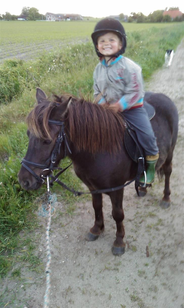 Shetlænder Fede Silas /solgt ;)/ - Chris hoppede og stejlede og Colin grinede bare XD billede 12