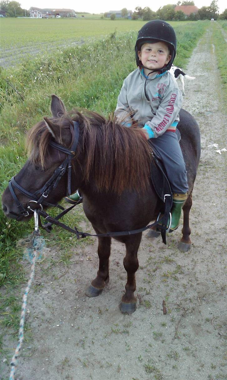 Shetlænder Fede Silas /solgt ;)/ - så sødt <3 billede 13