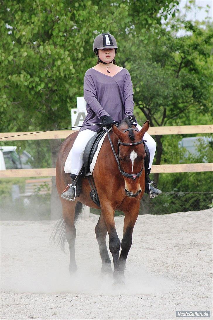 Anden særlig race Indian Pride | Indisk stolthed - Velkommen til Prinssesen's profil...
Dressur stævne. maj 2011
(Foto: Simone Them Larsen) billede 1