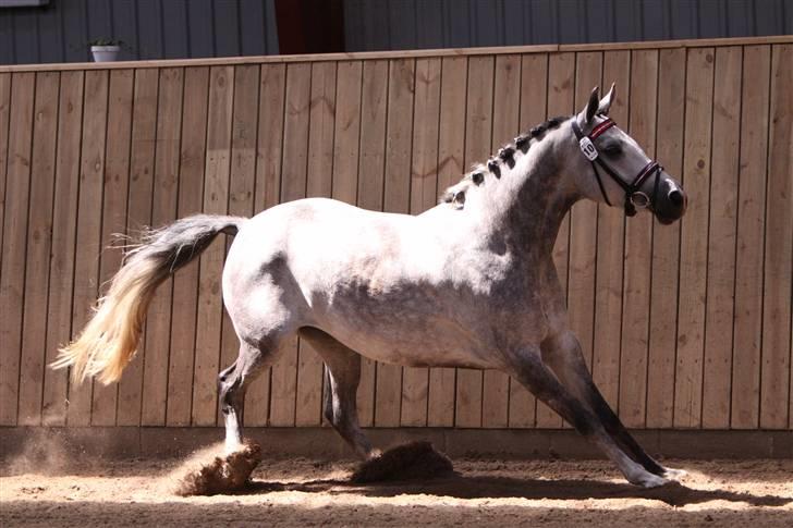 DSP Fun Time *SOLGT* billede 19