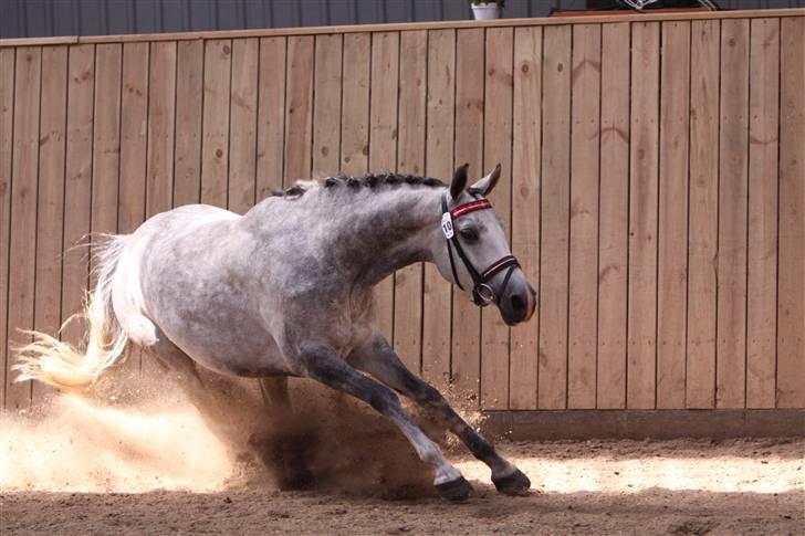 DSP Fun Time *SOLGT* billede 20