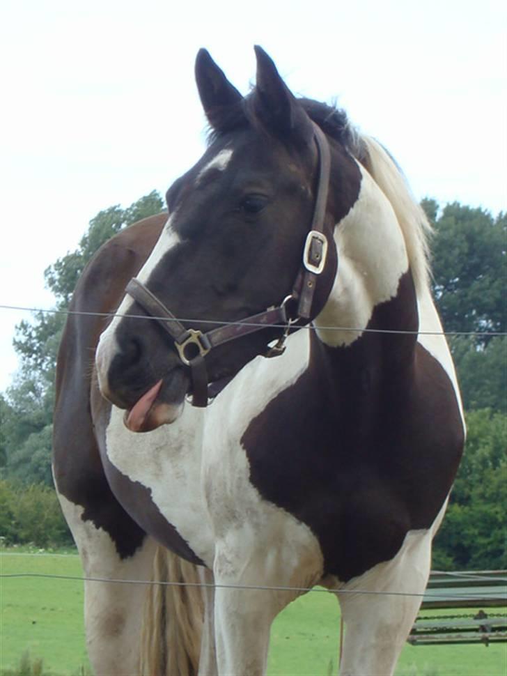 Pinto Citka Jasmina billede 17