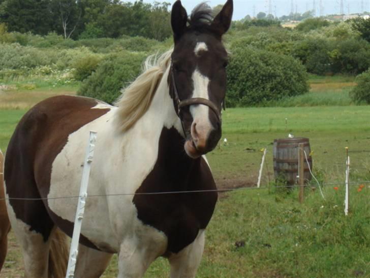 Pinto Citka Jasmina billede 18