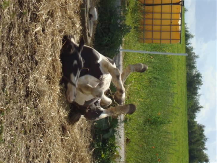 Pinto Citka Jasmina billede 19