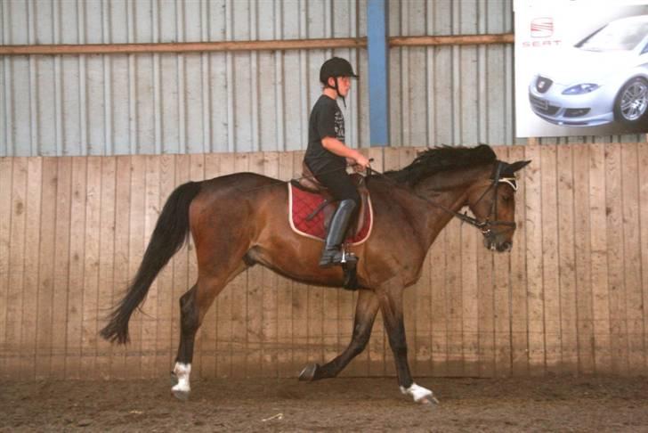 Dansk Varmblod Sunset  Bolero - fra ridelejr 09 billede 6