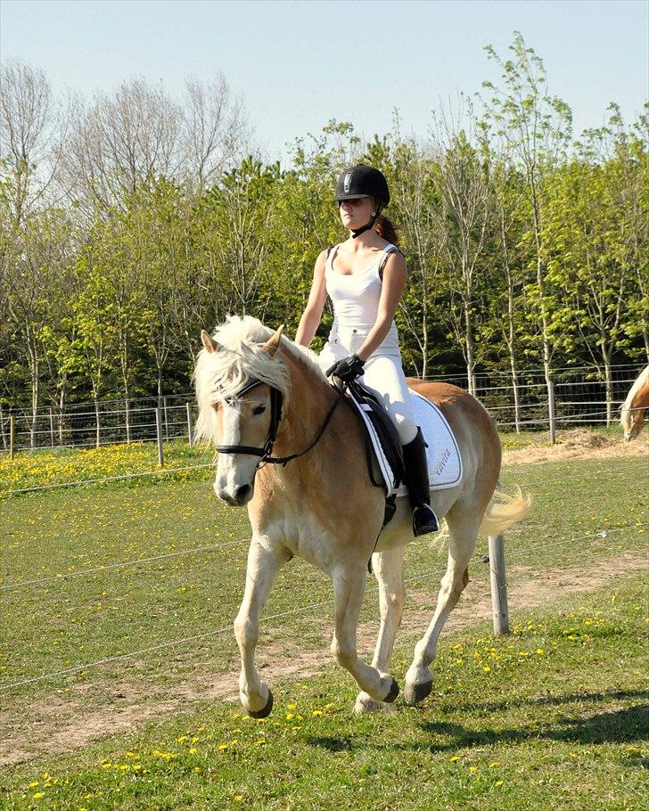 Haflinger Ulvira - NYT Maj 2011 billede 6