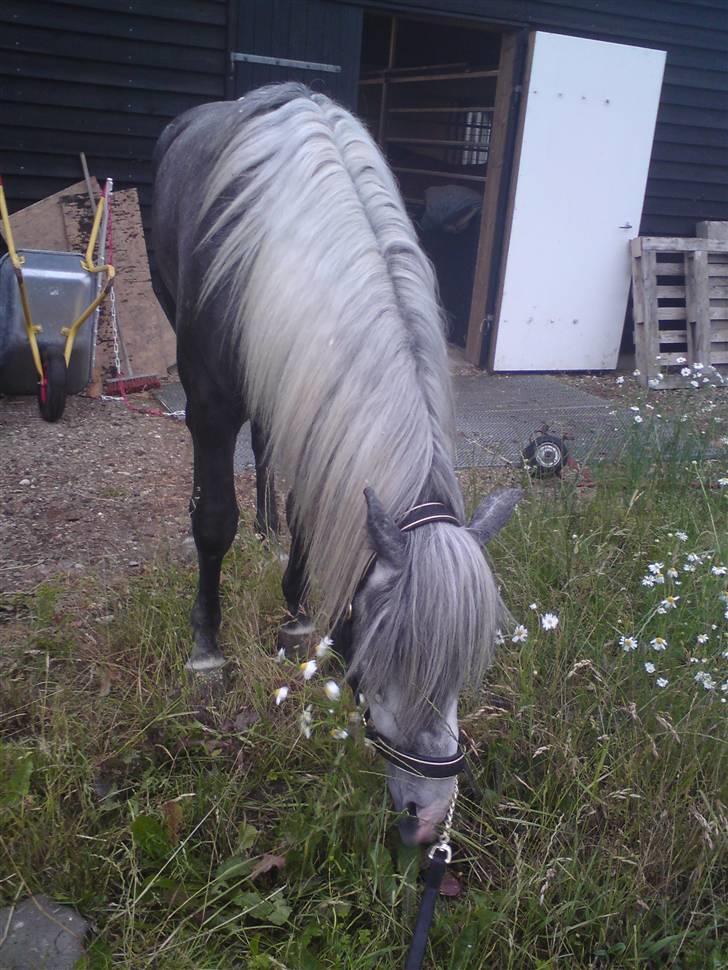 Lusitano Alcaçovas *barbie* - ude og hygge <3 billede 11