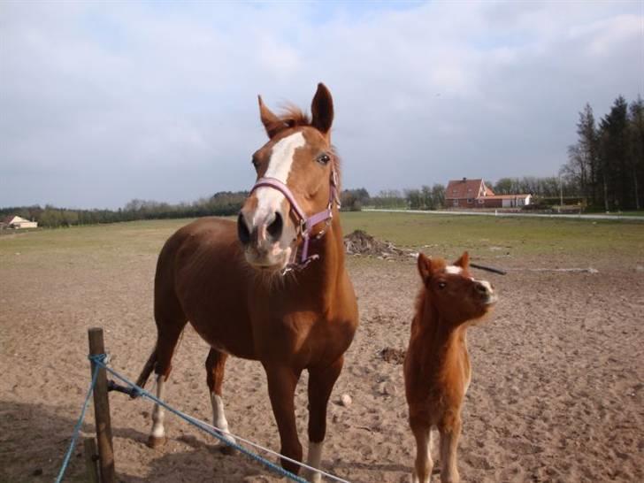 Fuldblod (XX) Racing Star  billede 1