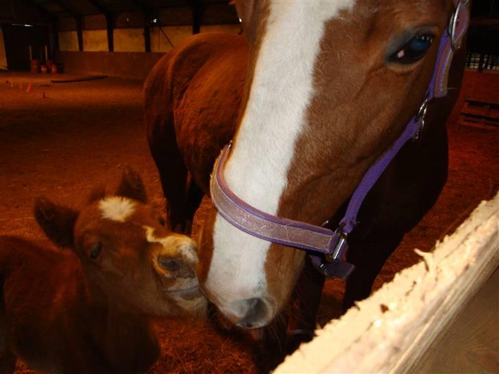 Fuldblod (XX) Racing Star  billede 2