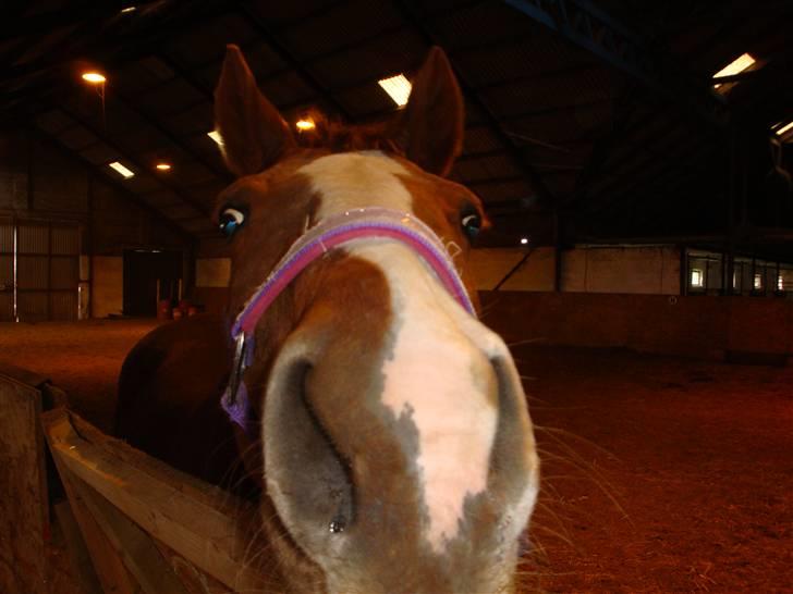 Fuldblod (XX) Racing Star  billede 3