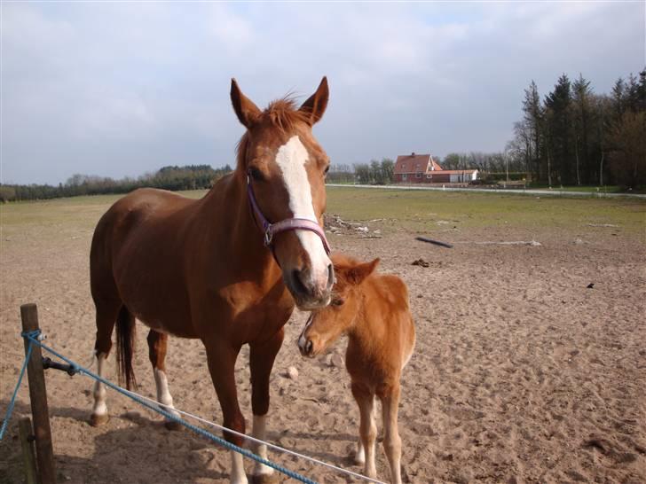 Fuldblod (XX) Racing Star  billede 4