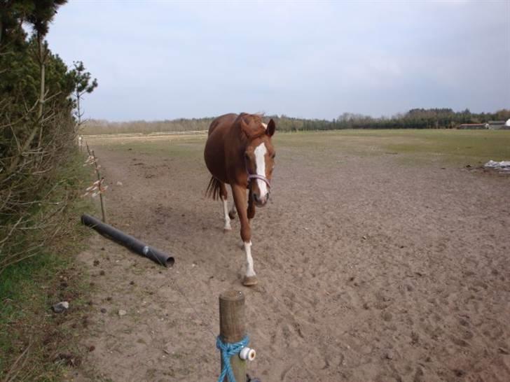 Fuldblod (XX) Racing Star  billede 5