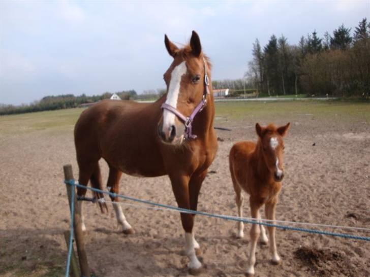 Fuldblod (XX) Racing Star  billede 6