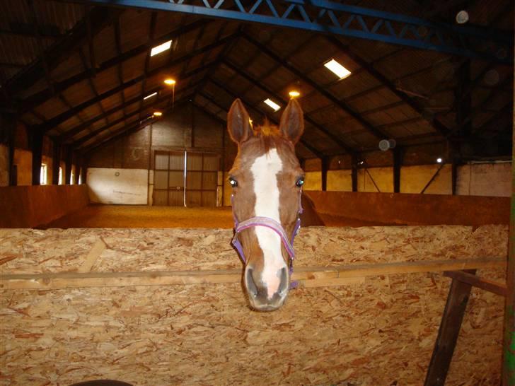 Fuldblod (XX) Racing Star  billede 7