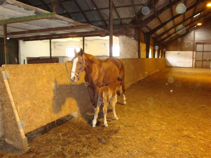 Fuldblod (XX) Racing Star  billede 8