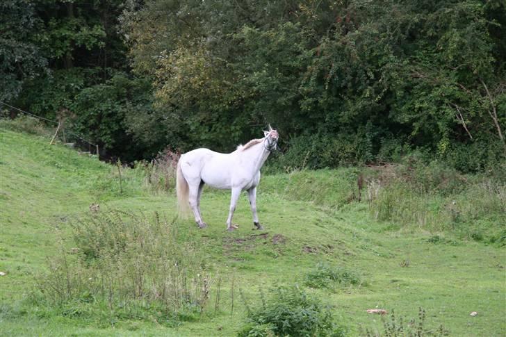 Connemara Silver Star - Silver smiler til kameraet :) billede 2