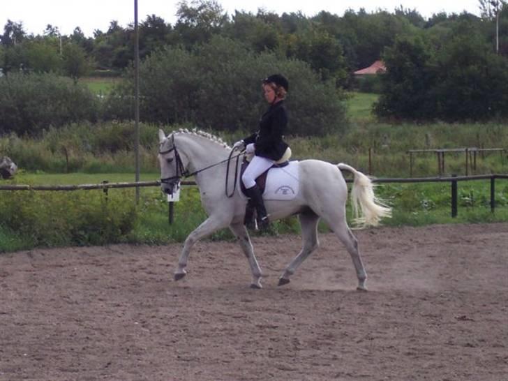 Connemara Silver Star - Her er Silver og jeg i en LC2 fra ´05  billede 3