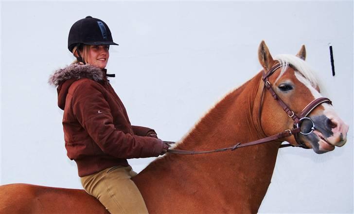 Haflinger Nasti-D HAH 25 AVLSHINGST billede 21