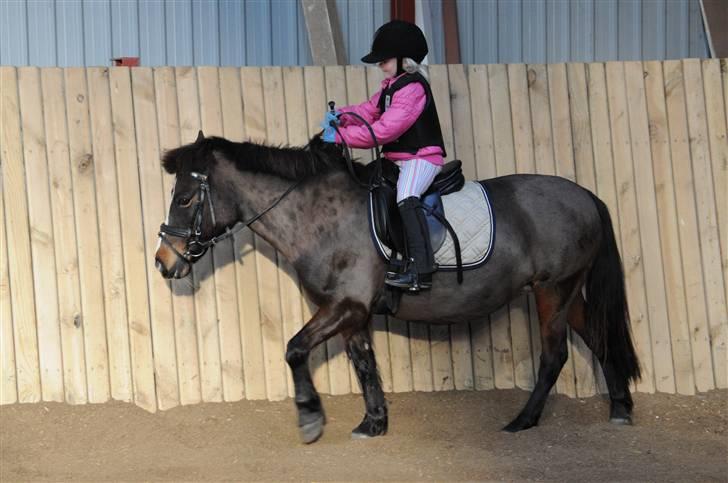 Anden særlig race LADY - Caroline med sine nye smarte ridebukser. billede 3