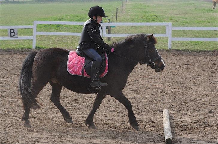 Anden særlig race LADY - Caroline og Lady billede 6