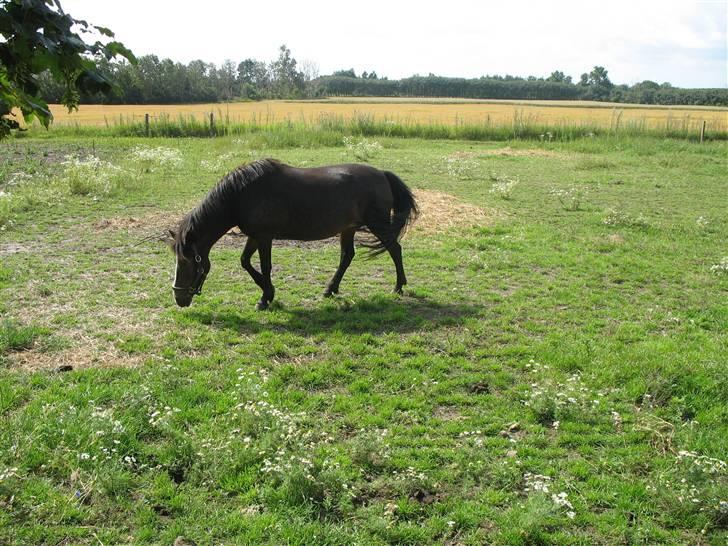 Anden særlig race LADY - Lady på folden billede 10