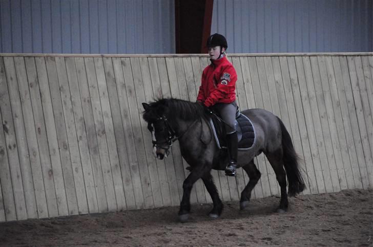 Anden særlig race LADY - Jeg prøver Lady. billede 12