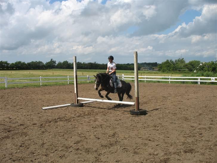 Anden særlig race LADY - Jeg springer på Lady. billede 14
