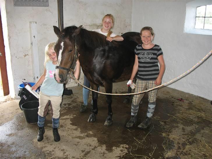 Anden særlig race LADY - Vi elsker at nusse om Lady. billede 15