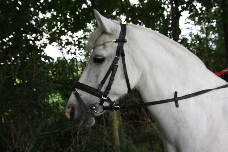 Anden særlig race Cindy (min lillebrors) billede 7