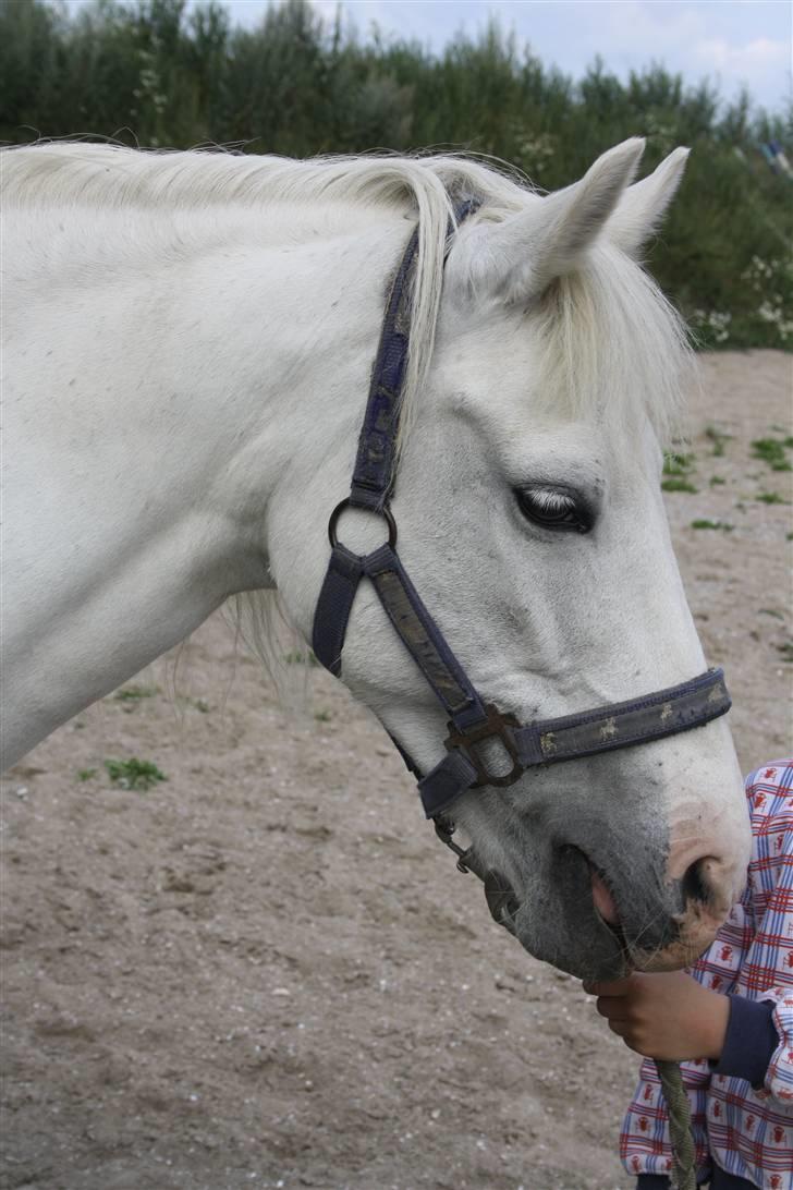 Anden særlig race Cindy (min lillebrors) billede 10