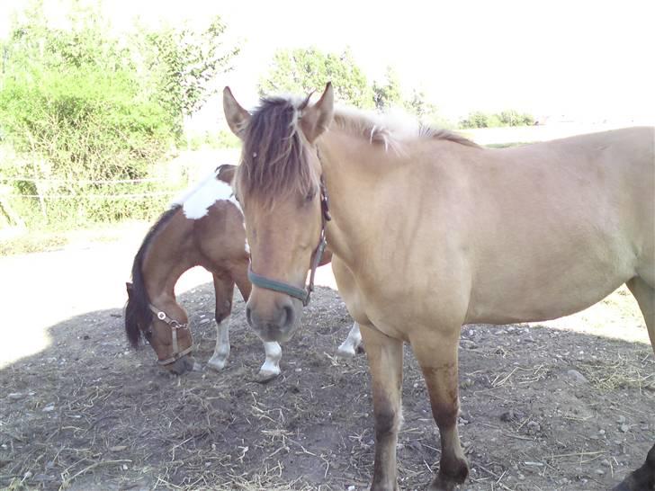 Anden særlig race shanita - shanita på fold med django  billede 1