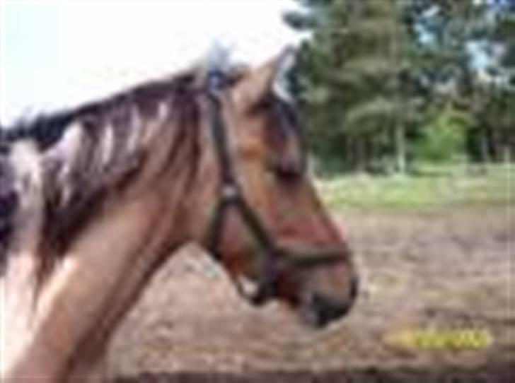 Anden særlig race shanita - shanita fra tidliger sted billede 2