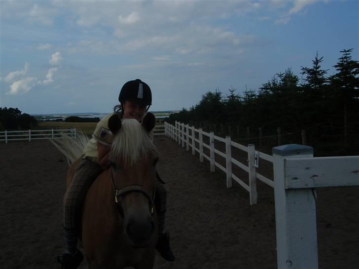 Haflinger kløv´s puk  billede 16