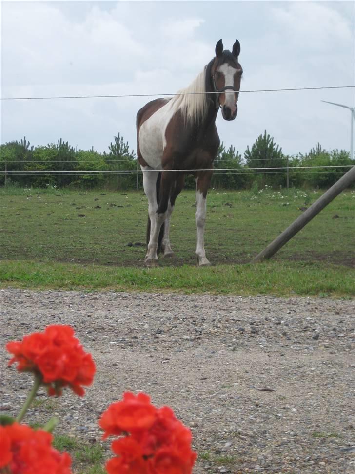 Pinto Sandra  - De røde blomster og dig i er bar efine :) glæder mmig til du får dit føl barokpinto:) billede 18