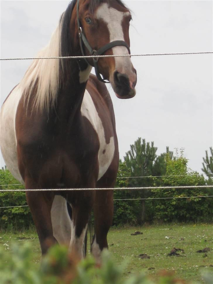 Pinto Sandra  - Fræk? hehe elsker diig<3<3 billede 19