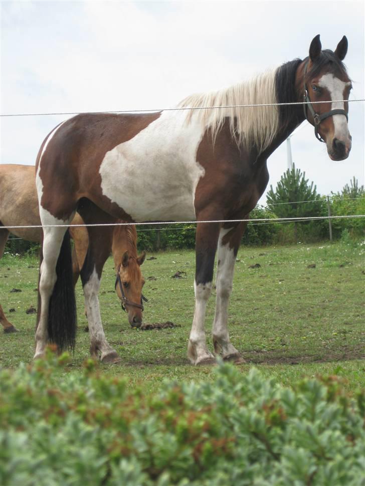 Pinto Sandra  - Er jeg ikke køn?:) billede 20
