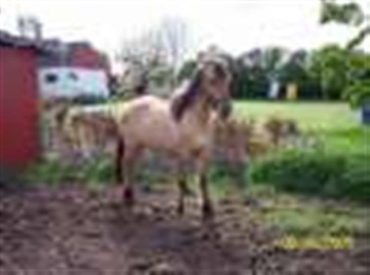 Anden særlig race shanita - shanita fra hins gammle sted  billede 3