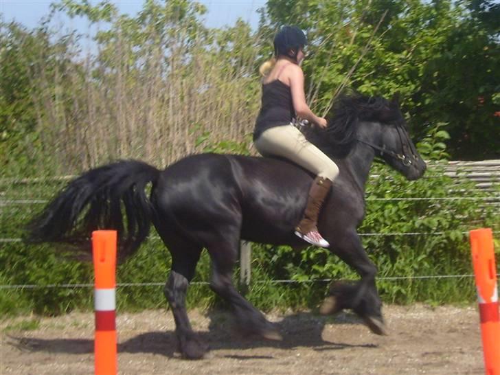 Fell pony Brackenbank Spencer billede 14