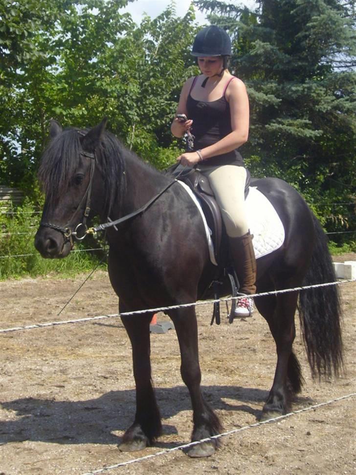 Fell pony Brackenbank Spencer billede 16